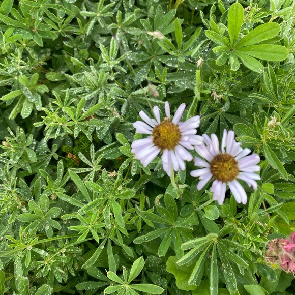 Hi, there! - Picture 1 of 1